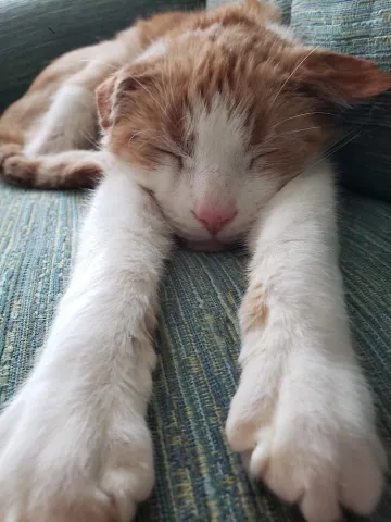 Monkey